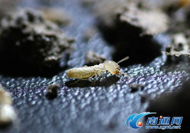探秘南通市白蚁防治所 电脑图文设计背后的科学传播力量